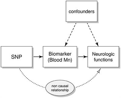 Polymorphisms in Manganese Transporters SLC30A10 and SLC39A8 Are Associated With Children's Neurodevelopment by Influencing Manganese Homeostasis